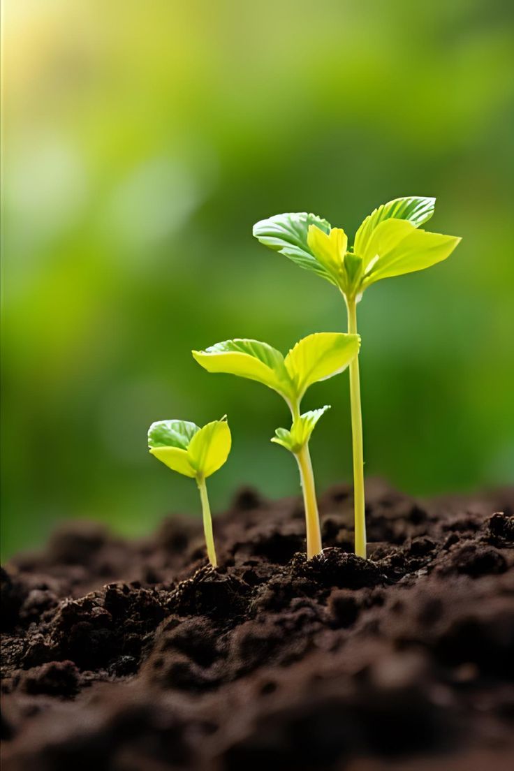 Understanding pH Balance in Organic Farming